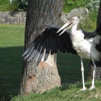 Výlet do ZOO